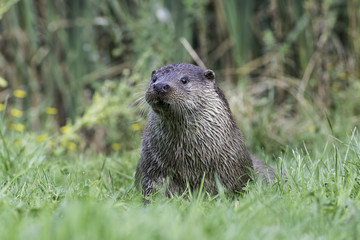 Male otter