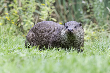 Male otter