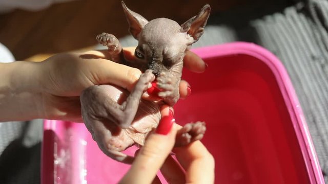 human hands holding wet little canadian sphinx kitten after washing and pink pelvis with bright sunlight background washing bathing bath soaked hairless tiny cat bald wrinkled skin meow licking nose