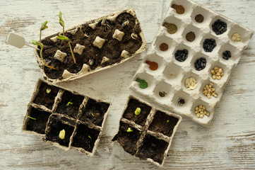 Potted seedlings growing in biodegradable pots on wooden background with copy space, view from above