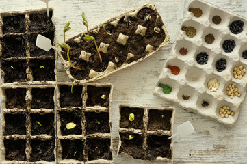 Potted seedlings growing in biodegradable pots on wooden background with copy space, view from above