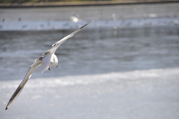Flying seagull