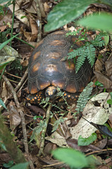 Hidden turtle in the leaves of the Brazilian Amazonian forest