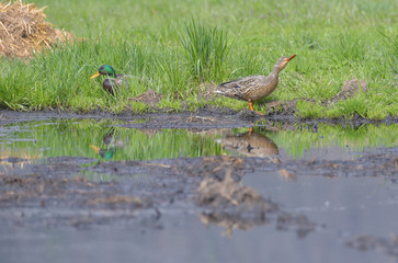 Due germani reali sul prato in una pozza di acqua