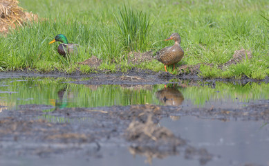 Coppia di germano reale posato sull'acqua in una pozza nel prato