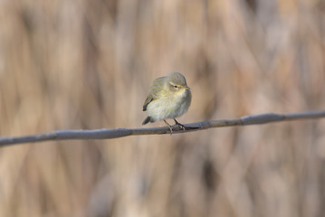 Primo piano di un uccellino posato sulle canne nella palude del canneto