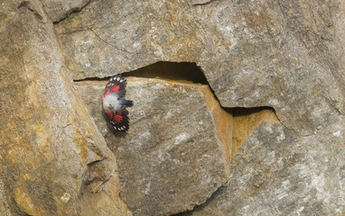 Picchio muraiolo a volo di farfalla