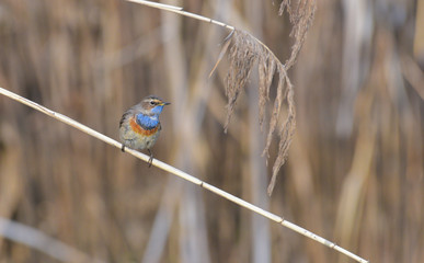 Pettazzurro riposa sulla canna nella palude
