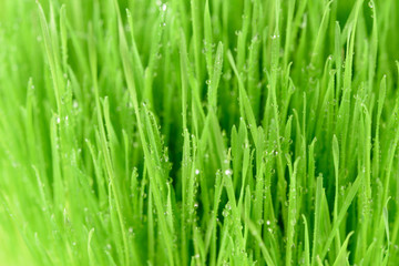 Fototapeta na wymiar Abstract fresh nature background - intensive green grass with dew drops in close-up.