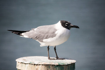 Fototapeta premium Seagull standing on a pier pile