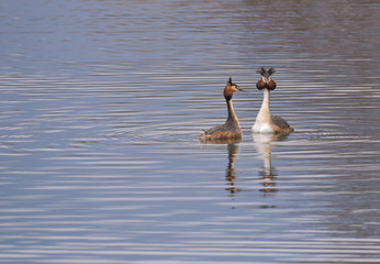 Coppia di svasso maggiore in corteggiamento in primavera sul lago