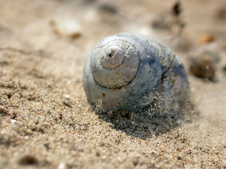 close-up  old shell in the sand