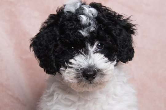White poodle cheap small