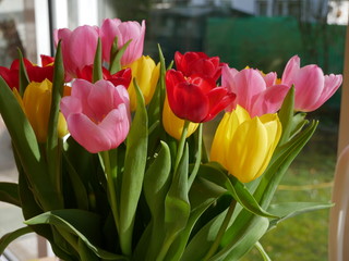 Tulips