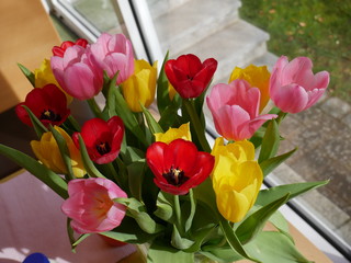 Tulips