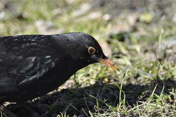 blackbird eating
