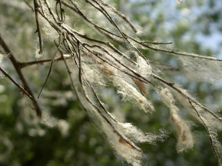 old tree branches in the web