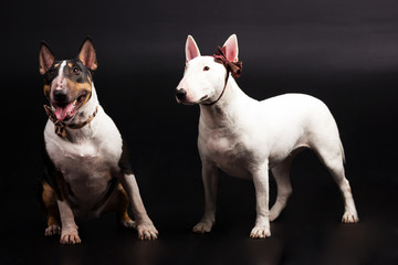 Bullterriers on black background