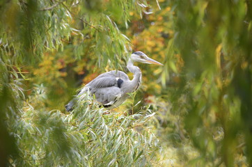 heron in a tree