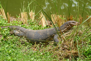 Varanus Salvator.