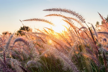 Grass flower at sunset. - obrazy, fototapety, plakaty