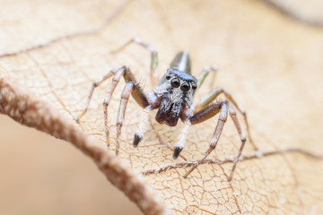 Super macro Cosmophasis umbratica or Jumping spider on dried leaf