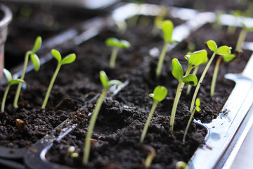 Young sprouts of pepper