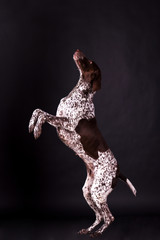 German shorthaired pointer