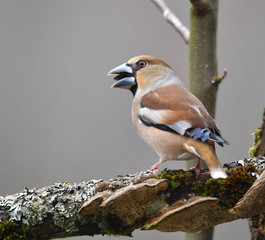Kernbeißer Männlich