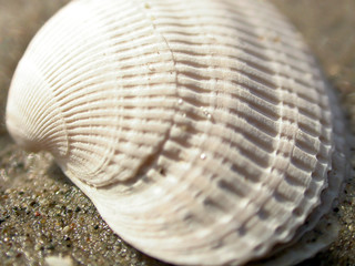 close-up of a shell in the sand