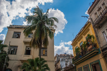 Bottom-up view of houses and palm trees, buildings in downtown Havana. Cuba