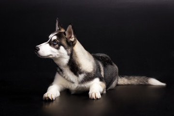 Husky on black background