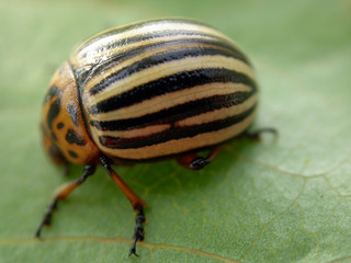 close-up of a Colorado beetle on a leaf