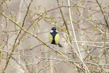 Obraz premium Great Tit (Parus major) in Bramble