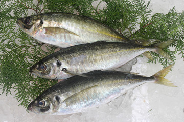 鯵