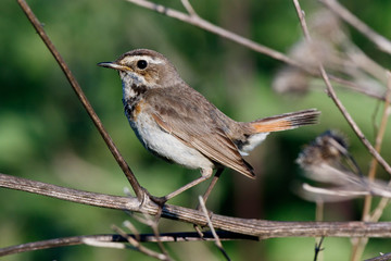 Bluethroat (Luscinia svecica).