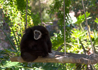 White handed Gibbon sitting on a tree swing. It is an endangered primate in the gibbon family, Hylobatidae. It is one of the better known gibbons and is often seen in zoos.