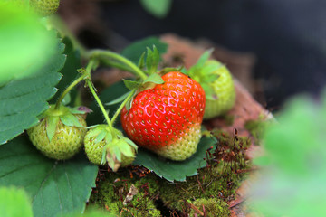 Branch with bright ripening strawberries