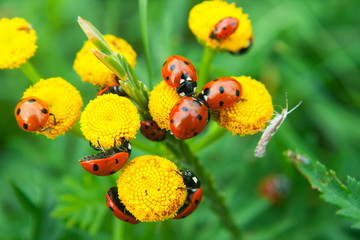 a group of red Ladybugs sitting on a yellow flower - obrazy, fototapety, plakaty