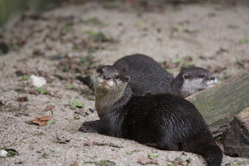 Obraz premium Zwei Otter