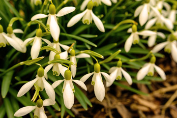 White snowdrops thrown in the wind in spring