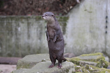 Wachsamer Otter
