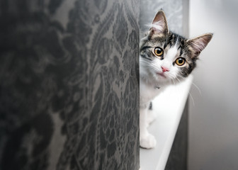 Curious young kitten peeking around a corner