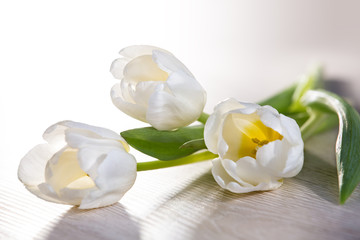 Fototapeta na wymiar White tulips lie on the table. Postcard, congratulations.