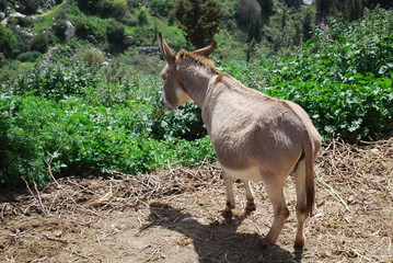 Zypern - Esel Farm bei Paphos