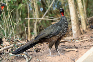 Penelope jacutinga, brazilian bird
