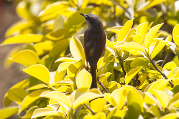 Bird in yellow bush