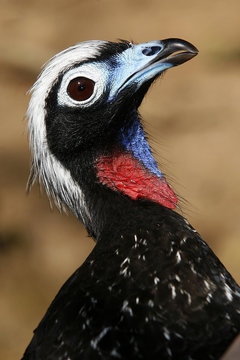 Penelope jacutinga, brazilian bird