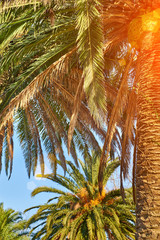 Fototapeta na wymiar Exotic palm trees in sunlight