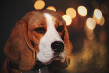 Portrait of a beagle dog on a dark background with glitter.